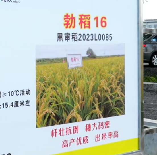 勃稻16种类推介